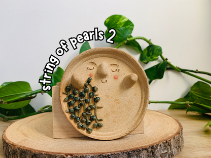 plant lovers' trinket dish: various designs